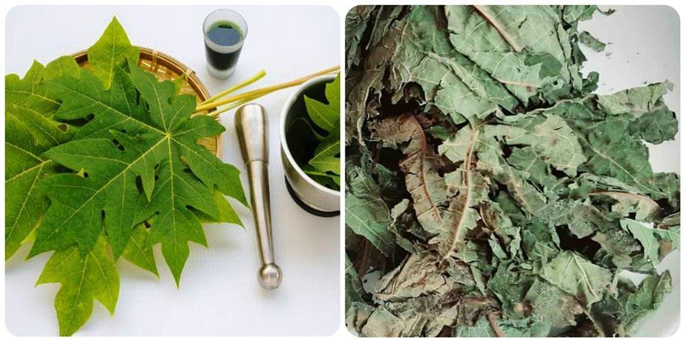 Tác dụng của lá đu đủ với sức khỏe-1