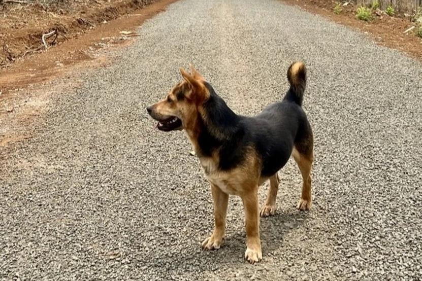 Bé gái ở Hà Giang bị chó cắn: Người mẹ bủn rủn không sống nổi-2