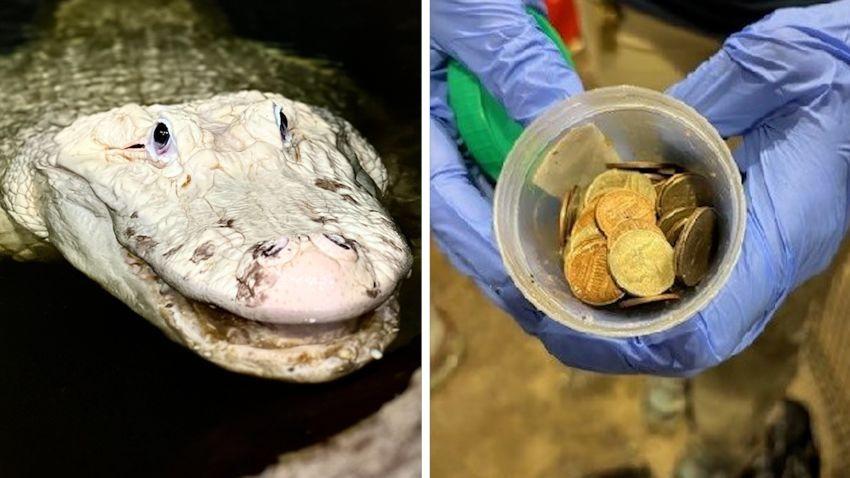 Cá sấu bạch tạng 36 tuổi phải mổ cấp cứu vì nuốt đầy một bụng tiền xu-1