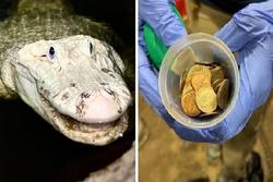 Cá sấu bạch tạng 36 tuổi phải mổ cấp cứu vì nuốt đầy một bụng tiền xu