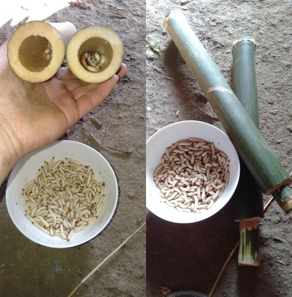 Khách Tây vào rừng sâu của Việt Nam, sợ hết hồn thử món sâu bò nhung nhúc-2