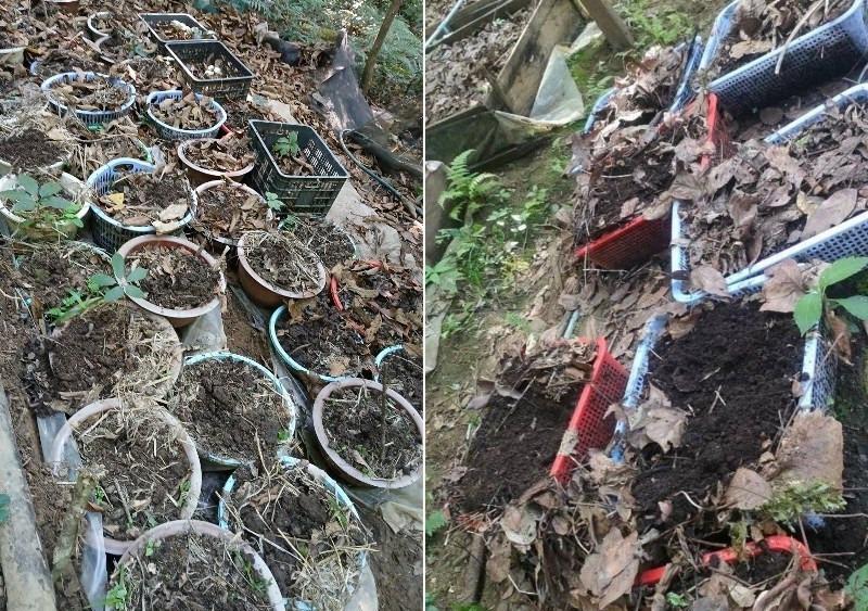 Điều tra vụ mất trộm hơn 800 cây sâm Ngọc Linh-1