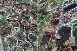 Điều tra vụ mất trộm hơn 800 cây sâm Ngọc Linh