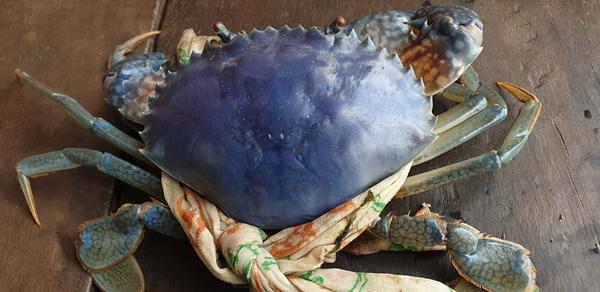 Lão nông Cà Mau bắt được con cua biển có màu độc lạ-2