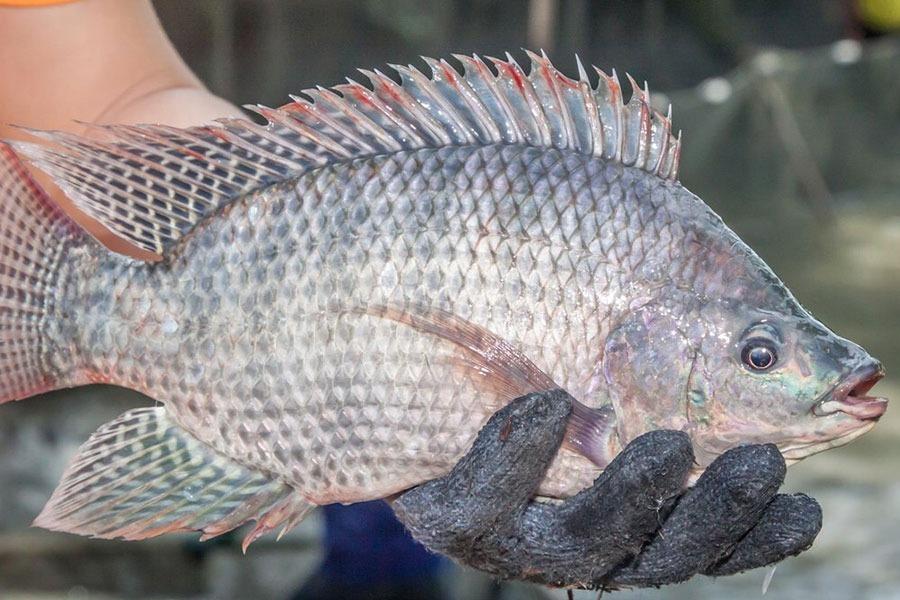 Cá rất tốt cho sức khỏe, tuy nhiên 5 loại cá này không nên ăn nhiều-1