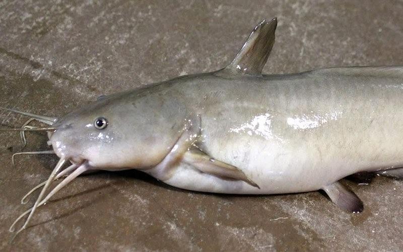 Cá rất tốt cho sức khỏe, tuy nhiên 5 loại cá này không nên ăn nhiều-2