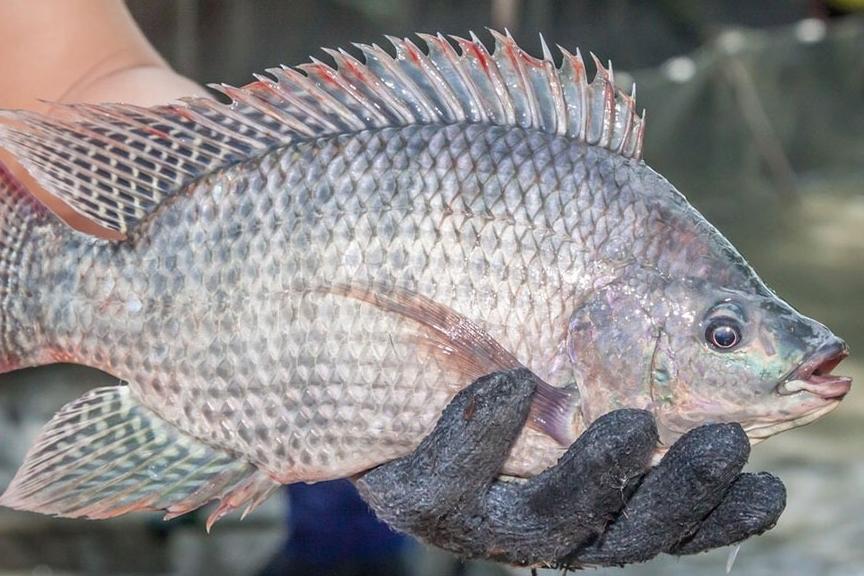 Loại thực phẩm được thế giới xem là chìa khóa trường thọ, bán nhiều ở chợ Việt: Giúp giảm cân, kiểm soát bệnh tiểu đường lại tốt cho chuyện vợ chồng-5