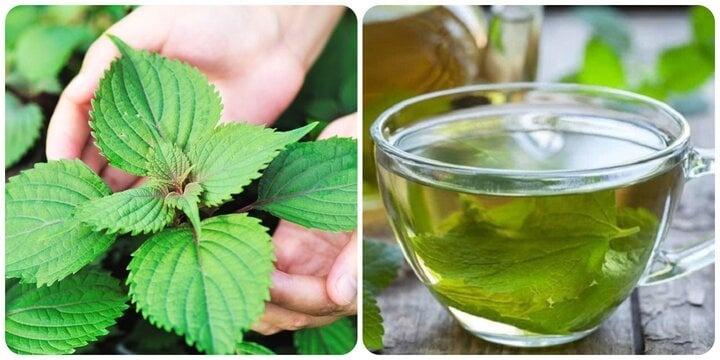 Uống nước lá kinh giới có tác dụng gì?-1