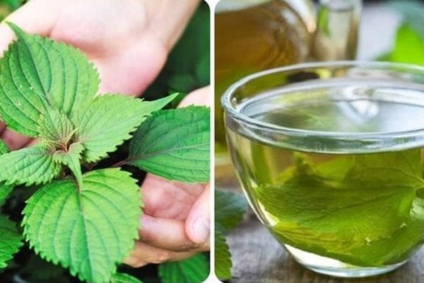 10 bài thuốc trị bệnh từ cây kinh giới-2