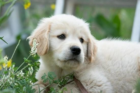 3 ngày Rồng vàng nhả vía, những tuổi làm ăn phất như diều gặp gió, có tin vui đất đai