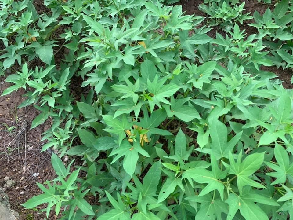 Hoa hậu bí ẩn nhất Việt Nam tuổi U40, sống kín tiếng trong biệt thự ở Hà Nội-8