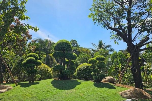 Việt Trinh sống thảnh thơi trong nhà vườn 2.500m2 sau giải nghệ-9