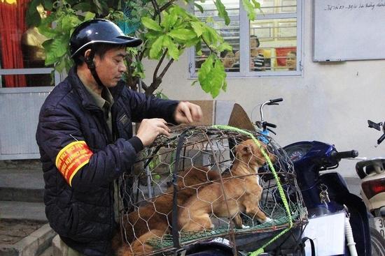 Hà Nội yêu cầu tăng cường đội bắt chó thả rông