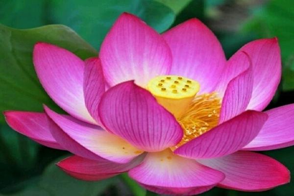 Thứ Năm 7/3/2024, 3 con giáp Tỷ Kiên nhắc nhở coi chừng họa tiểu nhân, tài lộc đi xuống-2