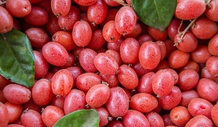 Tác dụng chữa bệnh của cây nhót-1