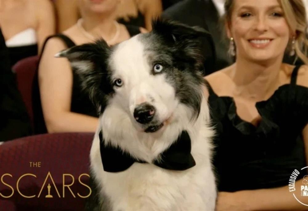 Chú chó Messi: Nhân vật bất ngờ chiếm sóng nhất lễ trao giải Oscar 2024-1