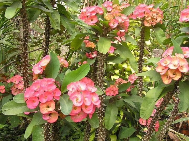 Những loại hoa không nên trồng trong nhà-1