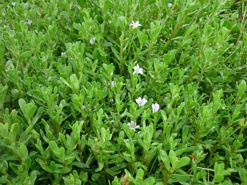 Loại rau mọc dại cứu đói người Việt thời xưa bất ngờ hot trở lại, giá tăng vọt 95.000 đồng/kg-1