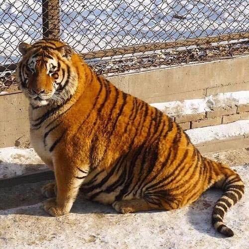 Vấn nạn hổ, báo béo phì ở các vườn thú Trung Quốc-3
