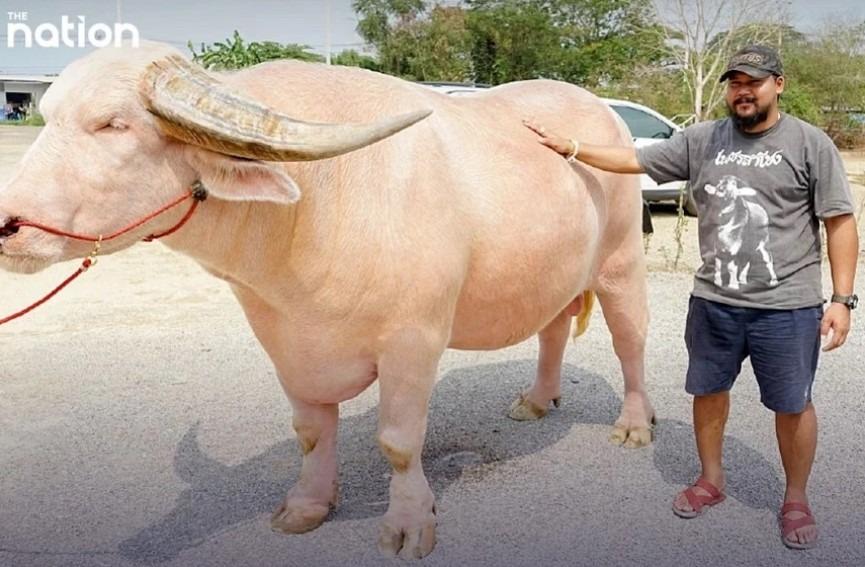 Trâu bạch tạng cao tới 1,8m được rao bán với giá hơn nửa triệu USD tại Thái Lan-1