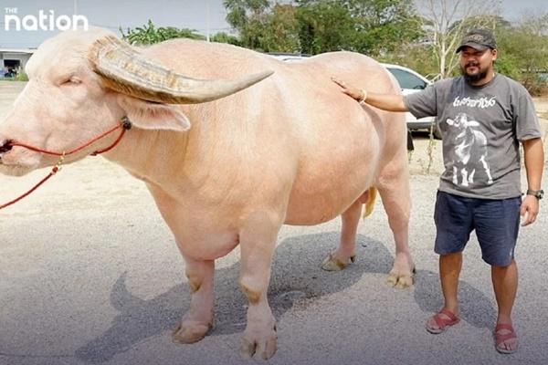 Độc đáo làng tình yêu ẩn mình ở Thái Lan, chốn lý tưởng chữa lành trái tim-5