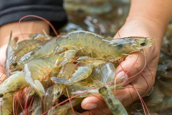 Bộ phận bẩn nhất của tôm có gây hại cho sức khỏe không?