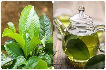 Uống nước chè tươi có tác dụng gì với sức khoẻ?