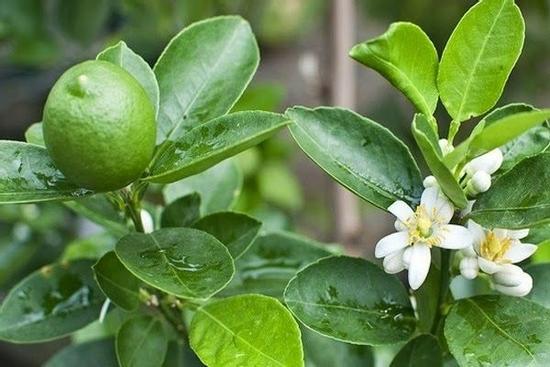 Loại lá ở Việt Nam mọc nhan nhản 'cho không ai lấy' nhưng ra nước ngoài lại 'đắt như vàng'