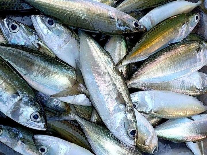 Bí quyết chọn cá biển tươi, không nhiễm hóa chất-1