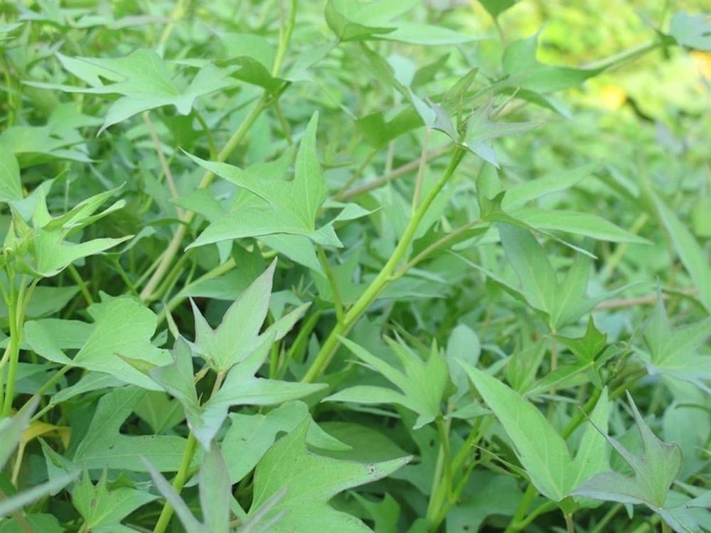 5 loại thực phẩm bác sĩ khuyên bạn nên ăn để sống thọ, sống khỏe-1