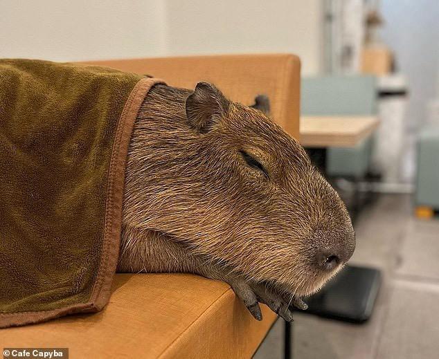 Quán cà phê Nhật gây sốt với những con chuột khổng lồ-2