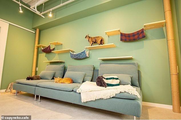 Quán cà phê Nhật gây sốt với những con chuột khổng lồ-4