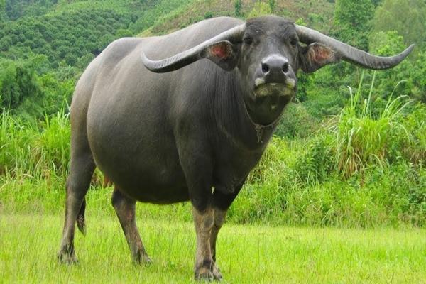 Muốn sinh con trong tháng 10 phải cân nhắc, chỉ có 3 con giáp công danh mở rộng rực rỡ-1