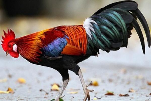 Đúng 12h trưa 24/3/2024, 3 con giáp ăn nên làm ra, làm 1 hưởng 10, giàu có hết phần thiên hạ-3