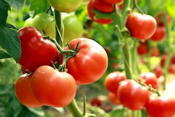 Thịt trữ ngăn đá nhiều ngày có gây ung thư?-1