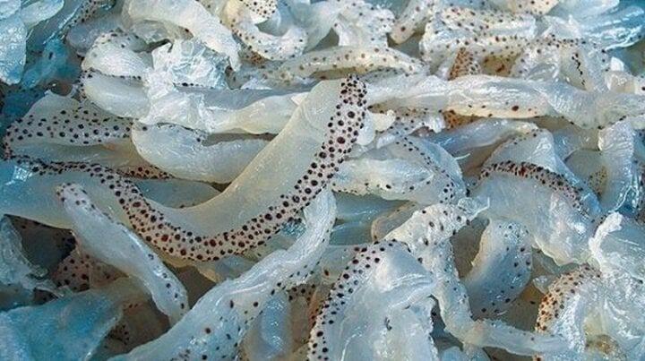 Những lưu ý khi ăn sứa biển để tránh bị ngộ độc-1