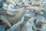 Những lưu ý khi ăn sứa biển để tránh bị ngộ độc