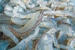 Những lưu ý khi ăn sứa biển để tránh bị ngộ độc