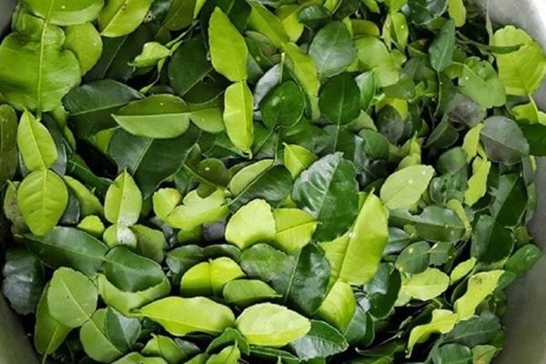 Loại lá thường được cho ở chợ Việt, ra nước ngoài 8 triệu/kg, tác dụng cực tốt cho gan-1