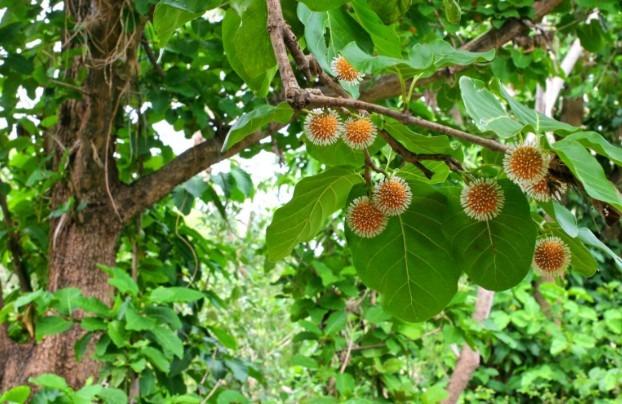 Loại quả dại ít người biết nay lên đời thành đặc sản, có tiền khó mua-1