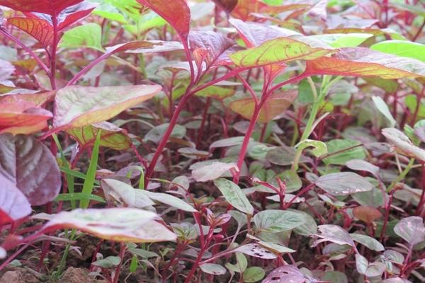 Tóc bạc, bạn nhất định phải biết cách phục hồi đơn giản này-2