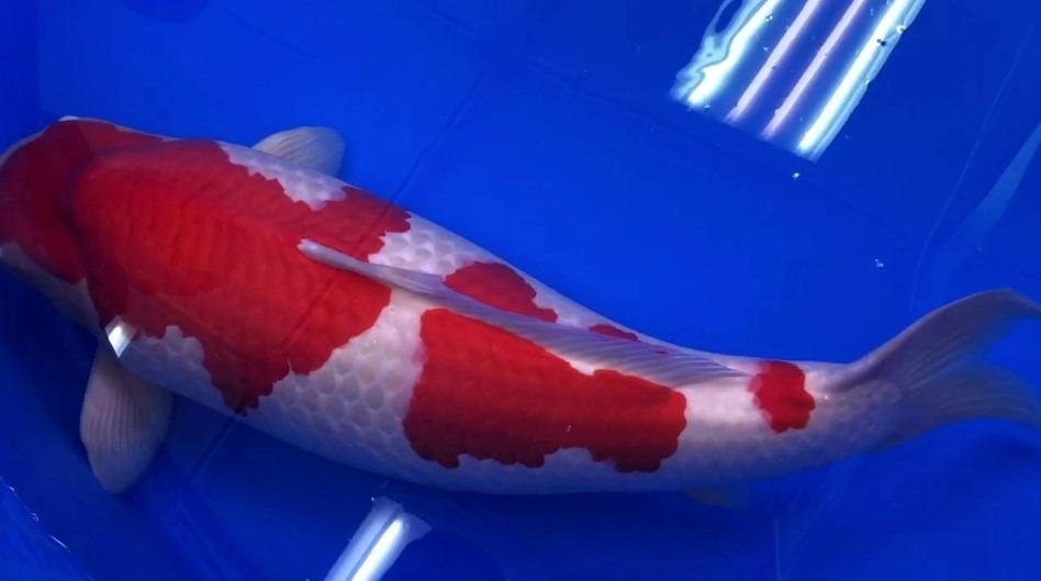 Con cá Koi đắt nhất thế giới, giá ngang một căn biệt thự 'dị biệt' thế nào?