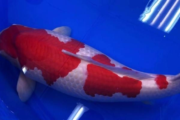 Bất ngờ: Một con cá ở Hải Phòng được trả 200 triệu đồng nhưng chủ nhân không bán-4