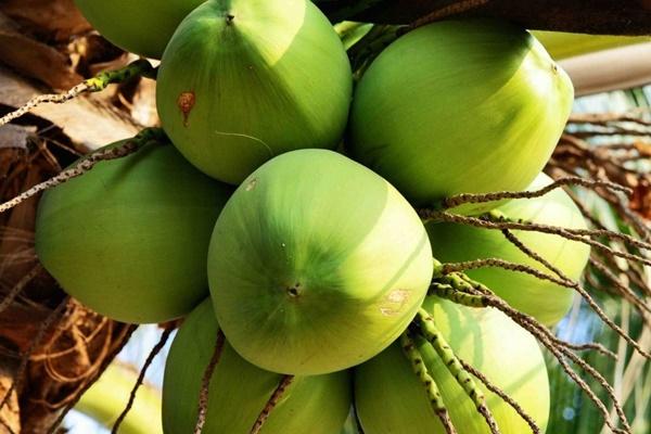 Loại quả rụng đầy ngoài vườn không ai thèm ngó, xuất ngoại giá cả triệu đồng/kg-2