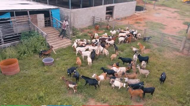 Quang Linh Vlog đau xót vì trang trại mất 70 con dê, hàng chục tỷ đầu tư có nguy cơ mất trắng-2