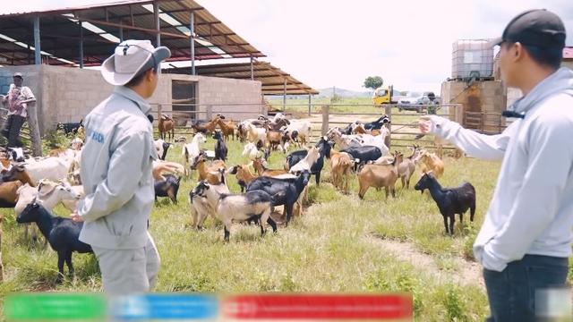 Quang Linh Vlog đau xót vì trang trại mất 70 con dê, hàng chục tỷ đầu tư có nguy cơ mất trắng-1