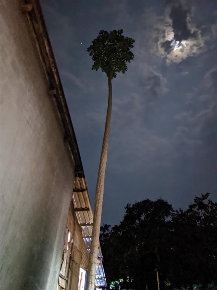 Cây đu đủ đực cao 10,7m gần bằng nhà 3 tầng ở Bình Phước gây xôn xao-1