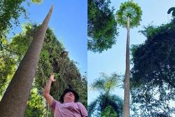 Cây đu đủ đực cao 10,7m gần bằng nhà 3 tầng ở Bình Phước gây xôn xao