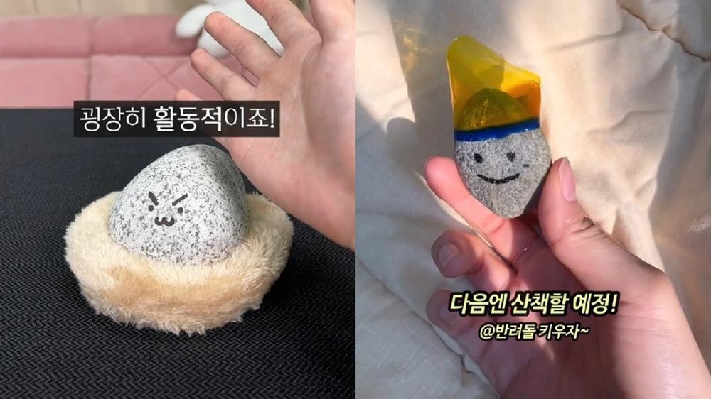 Giới trẻ Hàn Quốc nuôi đá thú cưng vì quá cô đơn, kiệt sức-1