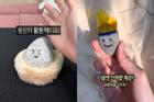 Giới trẻ Hàn Quốc nuôi 'đá thú cưng' vì quá cô đơn, kiệt sức
